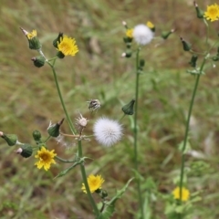 Sonchus oleraceus (Annual Sowthistle) at Wodonga, VIC - 29 Oct 2021 by KylieWaldon