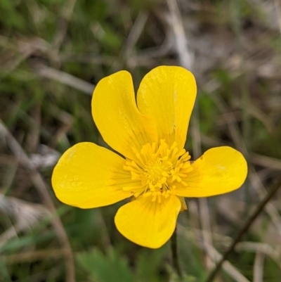 Ranunculus lappaceus (Australian Buttercup) at Mulligans Flat - 28 Oct 2021 by abread111