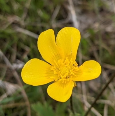 Ranunculus lappaceus (Australian Buttercup) at Throsby, ACT - 28 Oct 2021 by abread111