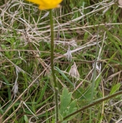 Ranunculus lappaceus at Throsby, ACT - 28 Oct 2021