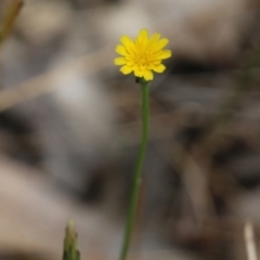 Hypochaeris glabra (Smooth Catsear) at Wodonga, VIC - 29 Oct 2021 by KylieWaldon