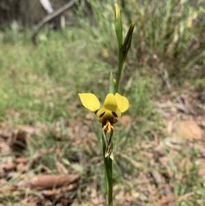 Diuris sulphurea at Ainslie, ACT - suppressed