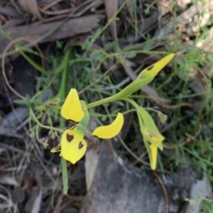 Diuris sulphurea at Ainslie, ACT - suppressed