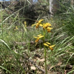 Diuris sulphurea (Tiger Orchid) at Ainslie, ACT - 29 Oct 2021 by DGilbert