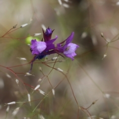 Linaria pelisseriana (Pelisser's Toadflax) at Wodonga, VIC - 29 Oct 2021 by KylieWaldon