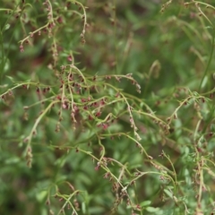 Gonocarpus tetragynus (Common Raspwort) at Wodonga, VIC - 29 Oct 2021 by KylieWaldon