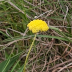 Craspedia sp. (Billy Buttons) at Throsby, ACT - 28 Oct 2021 by abread111