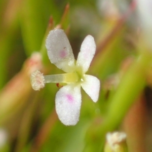 Stylidium despectum at Watson, ACT - 29 Oct 2021