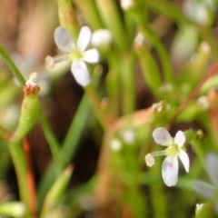 Stylidium despectum at Watson, ACT - 29 Oct 2021