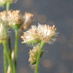 Centrolepis strigosa (Hairy Centrolepis) at Mount Majura - 29 Oct 2021 by RWPurdie