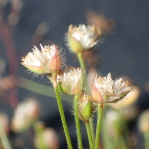 Centrolepis strigosa at Watson, ACT - 29 Oct 2021