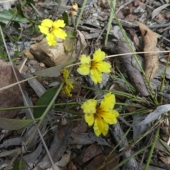 Goodenia hederacea subsp. hederacea (Ivy Goodenia, Forest Goodenia) at Bruce, ACT - 28 Oct 2021 by WendyW