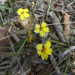 Goodenia hederacea subsp. hederacea at Bruce, ACT - 28 Oct 2021 02:41 PM