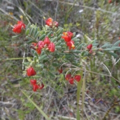 Grevillea alpina (Mountain Grevillea / Cat's Claws Grevillea) at Bruce, ACT - 29 Oct 2021 by WendyW