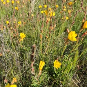 Oenothera stricta subsp. stricta at Jerrabomberra, ACT - 29 Oct 2021