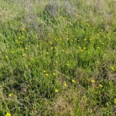 Goodenia pinnatifida (Scrambled Eggs) at Jerrabomberra, ACT - 29 Oct 2021 by Mike