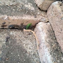 Christinus marmoratus at Yass, NSW - suppressed