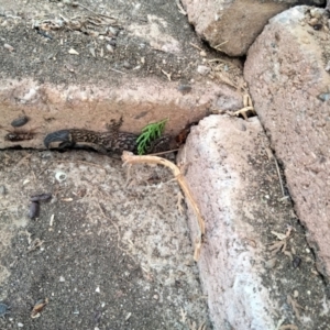 Christinus marmoratus at Yass, NSW - suppressed