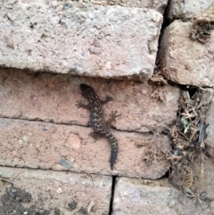 Christinus marmoratus at Yass, NSW - suppressed