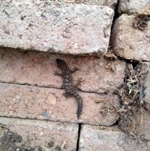 Christinus marmoratus at Yass, NSW - suppressed