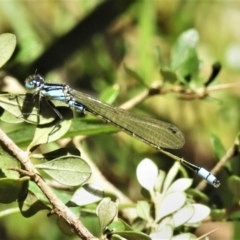 Ischnura heterosticta (Common Bluetail Damselfly) at Paddys River, ACT - 29 Oct 2021 by JohnBundock