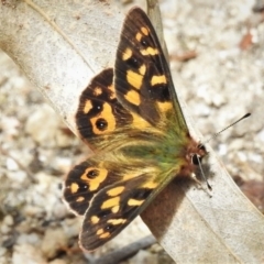 Argynnina cyrila (Forest Brown, Cyril's Brown) at Paddys River, ACT - 29 Oct 2021 by JohnBundock