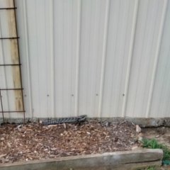 Tiliqua scincoides scincoides (Eastern Blue-tongue) at Yass, NSW - 29 Oct 2021 by hannahfish