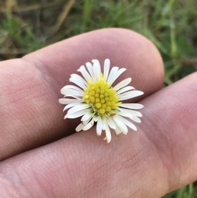 Calotis anthemoides (Chamomile Burr-daisy) at Lyneham, ACT - 29 Oct 2021 by Tapirlord