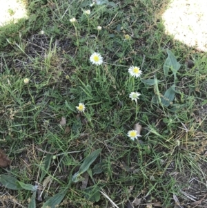 Calotis anthemoides at Lyneham, ACT - 29 Oct 2021