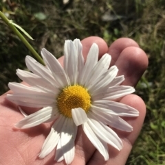 Leucanthemum vulgare (Ox-eye Daisy) at Garran, ACT - 29 Oct 2021 by Tapirlord