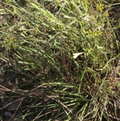 Pimelea curviflora var. sericea at Hughes, ACT - 29 Oct 2021 05:37 PM