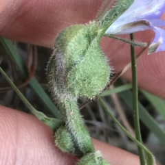 Dasineura sp. (genus) (Flower-galling Midge) at Garran, ACT - 29 Oct 2021 by Tapirlord