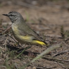 Acanthiza chrysorrhoa (Yellow-rumped Thornbill) at The Pinnacle - 8 Oct 2021 by AlisonMilton