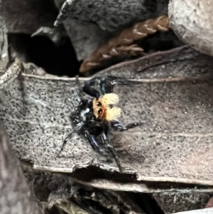 Euophryinae sp.(Undescribed) (subfamily) at Murrumbateman, NSW - 28 Oct 2021