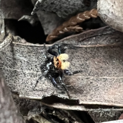 Euophryinae sp.(Undescribed) (subfamily) (A jumping spider) at Murrumbateman, NSW - 28 Oct 2021 by SimoneC