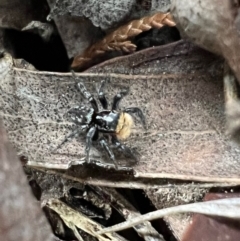 Euophryinae sp.(Undescribed) (subfamily) at Murrumbateman, NSW - 28 Oct 2021