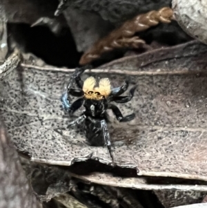 Euophryinae sp.(Undescribed) (subfamily) at Murrumbateman, NSW - 28 Oct 2021