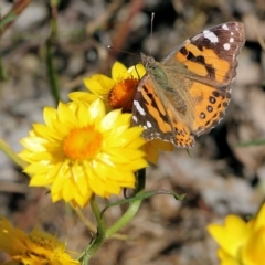 Vanessa kershawi (Australian Painted Lady) at Wodonga, VIC - 29 Oct 2021 by KylieWaldon