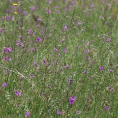 Arthropodium strictum (Chocolate Lily) at Wodonga, VIC - 29 Oct 2021 by KylieWaldon