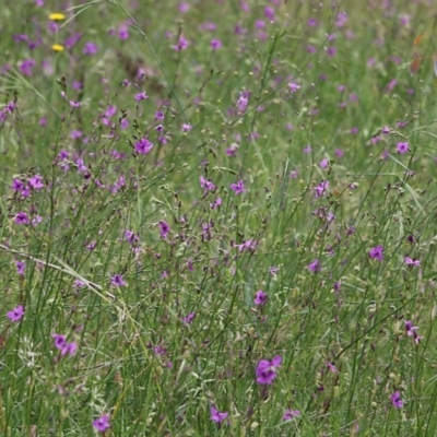 Arthropodium strictum (Chocolate Lily) at Wodonga, VIC - 29 Oct 2021 by KylieWaldon