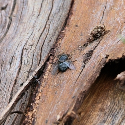 Calliphora vicina (European bluebottle) at Wodonga, VIC - 29 Oct 2021 by KylieWaldon