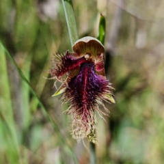 Calochilus platychilus (Purple Beard Orchid) at Stromlo, ACT - 29 Oct 2021 by RobG1