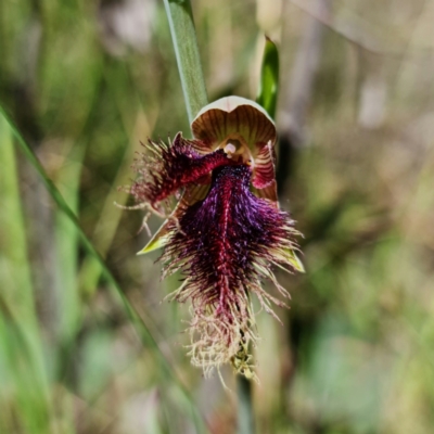 Calochilus platychilus (Purple Beard Orchid) at Denman Prospect, ACT - 29 Oct 2021 by RobG1
