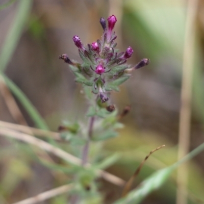 Parentucellia latifolia (Red Bartsia) at Wodonga, VIC - 29 Oct 2021 by KylieWaldon