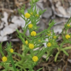 Triptilodiscus pygmaeus (Annual Daisy) at Wodonga, VIC - 29 Oct 2021 by KylieWaldon