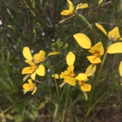 Diuris sp. (hybrid) (Hybrid Donkey Orchid) at Molonglo Valley, ACT - 29 Oct 2021 by dgb900