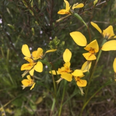 Diuris sp. (hybrid) (Hybrid Donkey Orchid) at Molonglo Valley, ACT - 29 Oct 2021 by dgb900