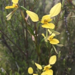 Diuris sp. (hybrid) at Molonglo Valley, ACT - suppressed