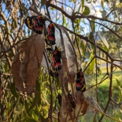 Delias harpalyce (Imperial Jezebel) at Kambah, ACT - 29 Oct 2021 by HelenCross