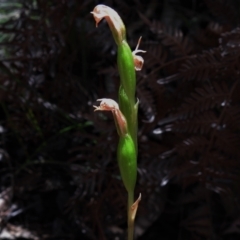 Bunochilus sp. (Leafy Greenhood) at Paddys River, ACT - 29 Oct 2021 by JohnBundock